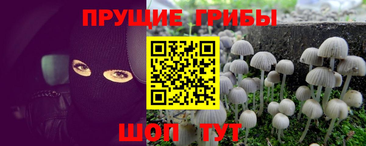 купить закладку  Вход с VPN  Кимры  Псилоцибиновые грибы мицелий 
